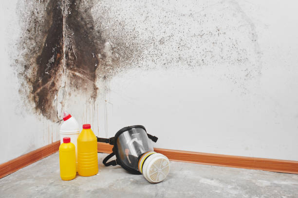 Best Mold Cleaning Services  in Georgiana, AL