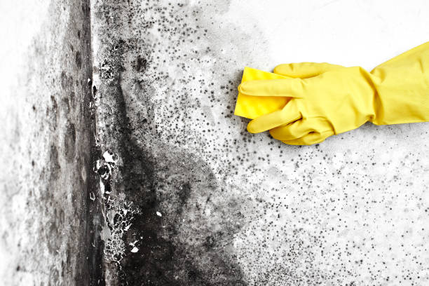 Best Black Mold Removal  in Georgiana, AL