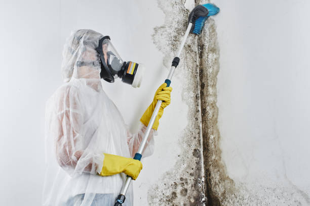 Best Home Mold Removal  in Georgiana, AL