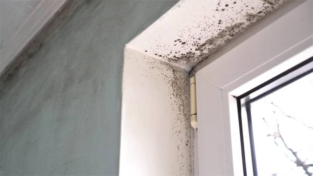 Best Mold Remediation  in Georgiana, AL