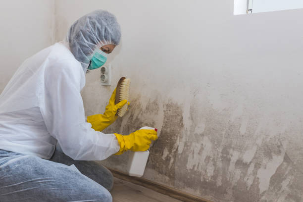 Best Office Mold Removal Services  in Georgiana, AL