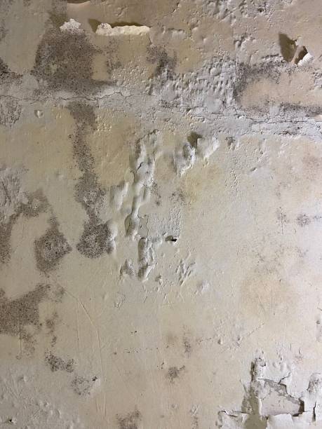 Best Local Mold Removal Service  in Georgiana, AL