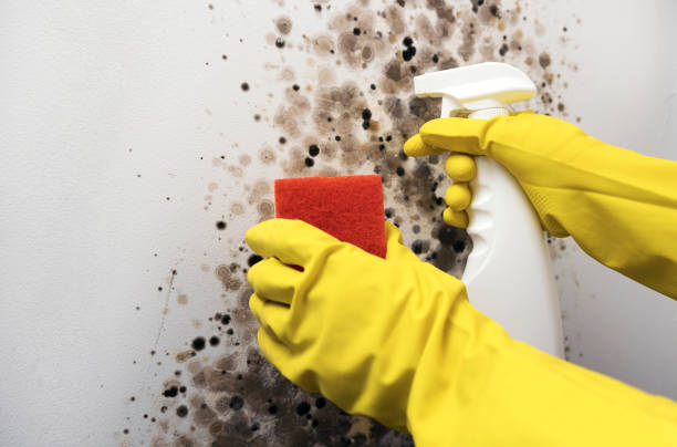 Best Attic Mold Removal  in Georgiana, AL