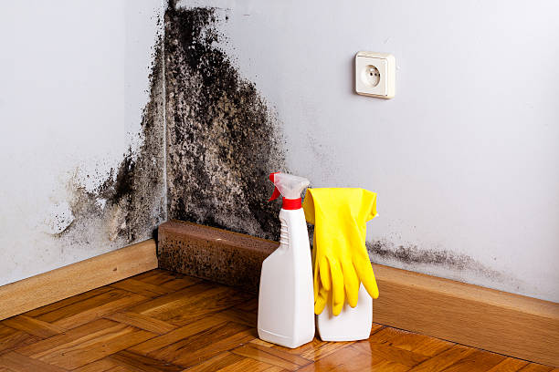 Best Mold Remediation  in Georgiana, AL