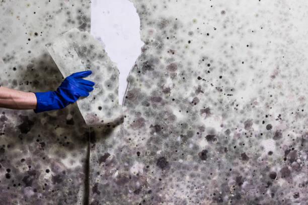 Office Mold Removal Services in Georgiana, AL