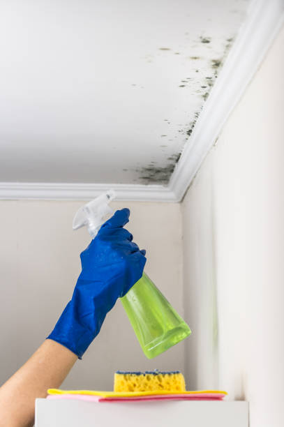 Best Same-Day Mold Removal  in Georgiana, AL