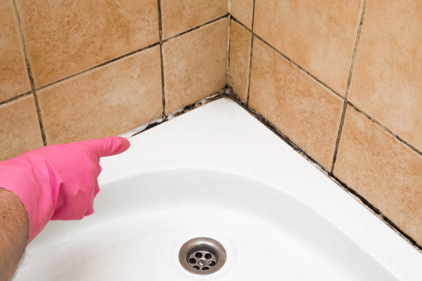 Professional Mold Removal in Georgiana, AL