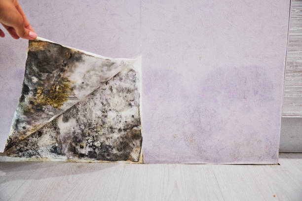 Best Best Mold Removal Companies  in Georgiana, AL